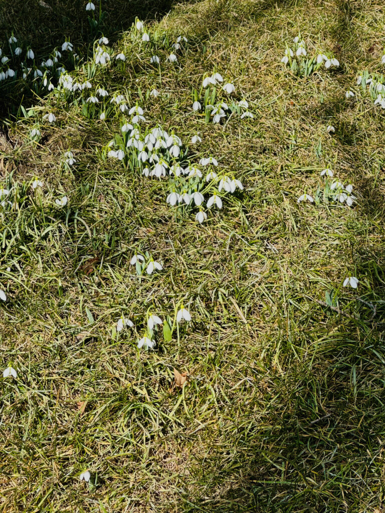 About 5 dozen tiny snowbells emerging from beaten-down winter grass.